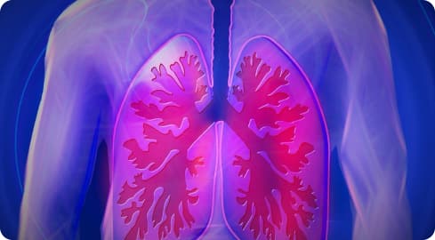 3D rendering of human body with the lungs highlighted red