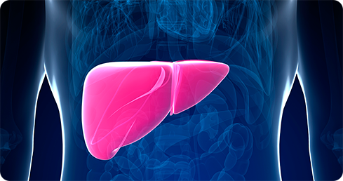 Image: 3d rendering of a liver