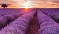 A field of lavender at sunset